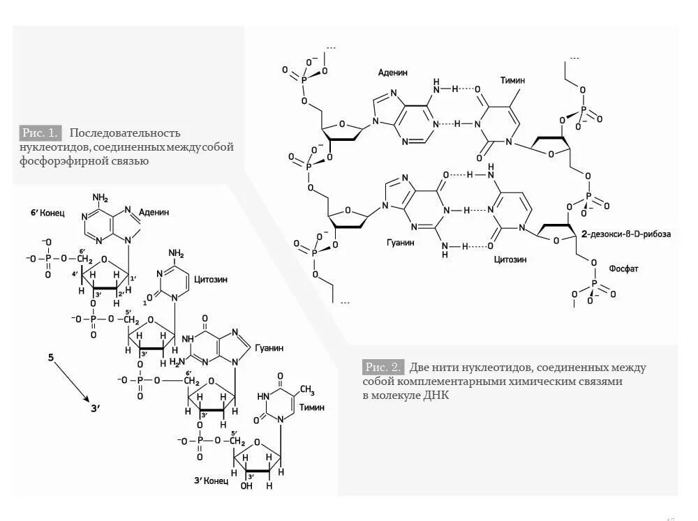 Нуклеотидная последовательность. Нуклеотидная последовательность ДНК. Нуклеотидная цепь. Связи между нуклеотидами в ДНК.