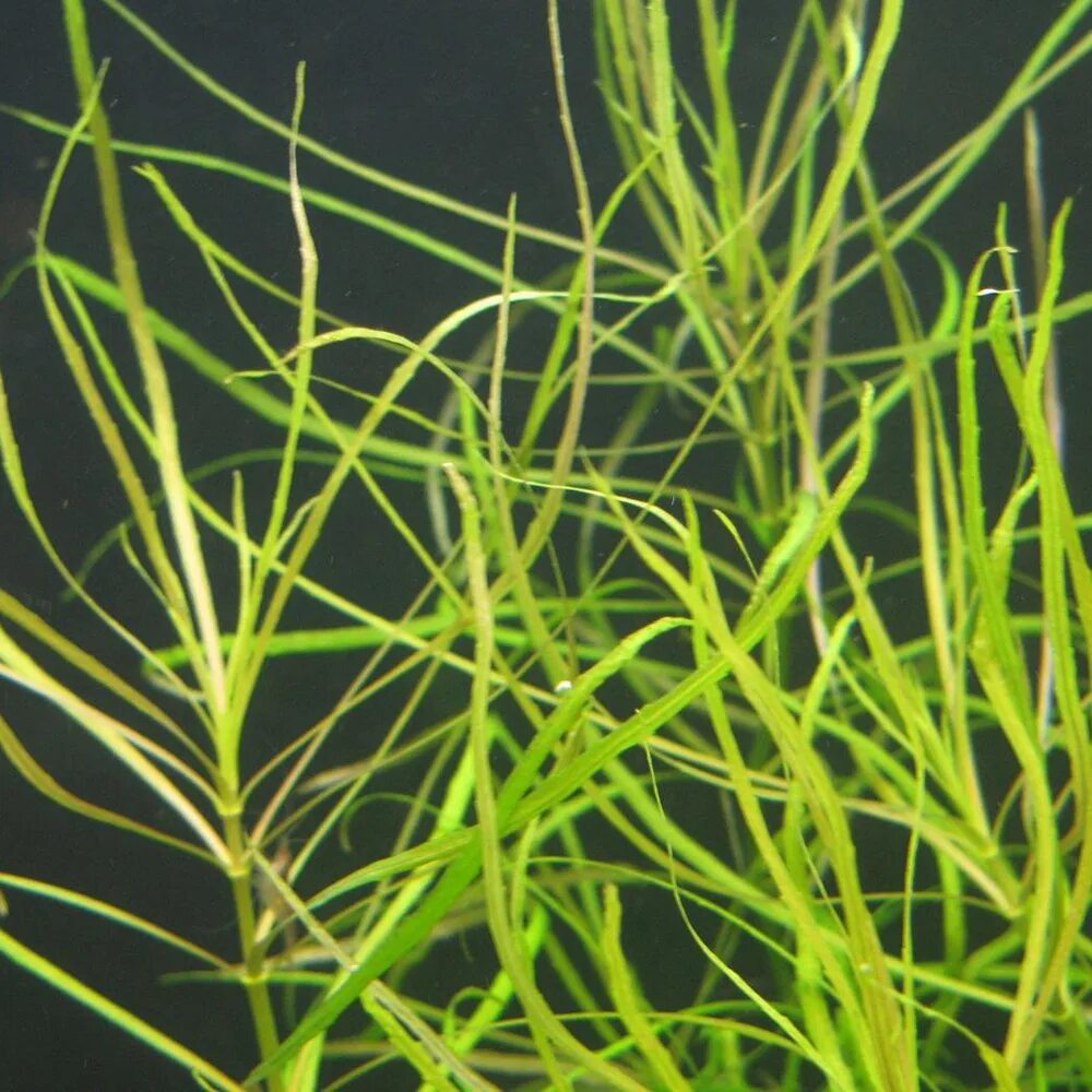 погостемон октопус. погостемон октопус аквариумное растение. погостемон октопус (pogostemon octopus). октопус аквариумное. погостемон, гигрофила лимонник.