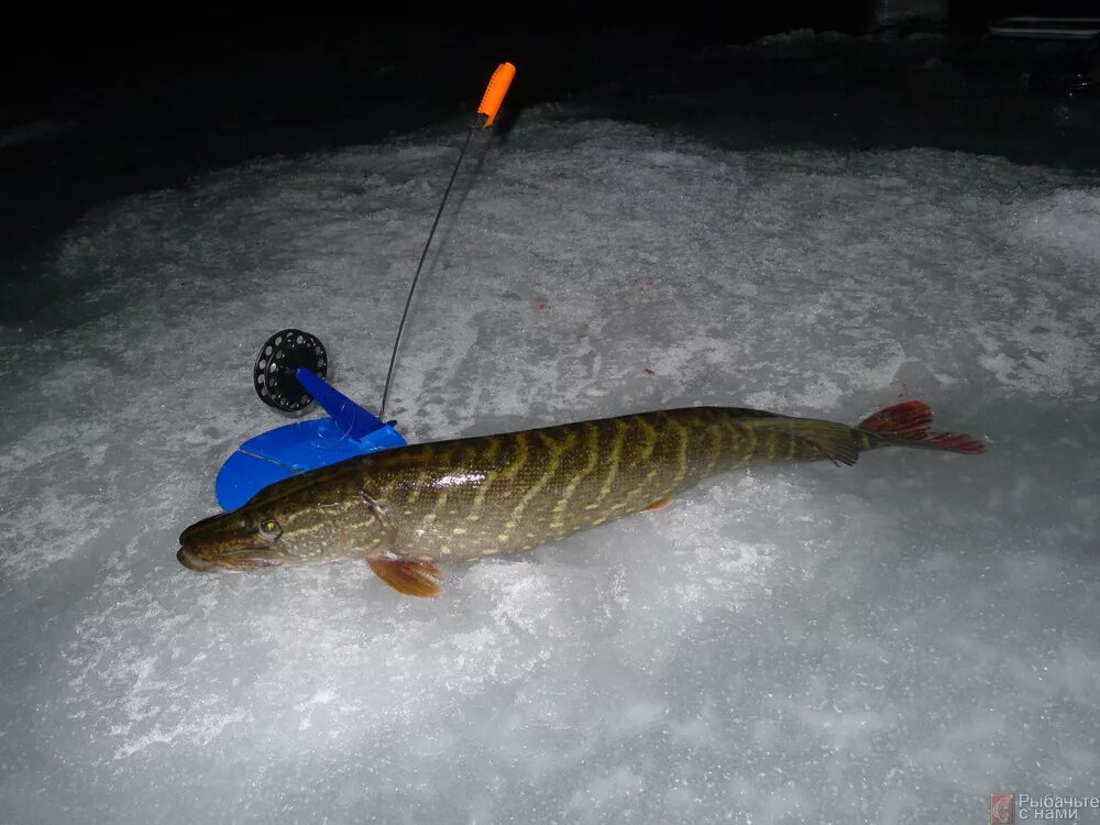 щука 6кг на жерлицу. клюет ли щука ночью зимой. рыбалка ночью. ловить щуку ночью. щука ночью большая.