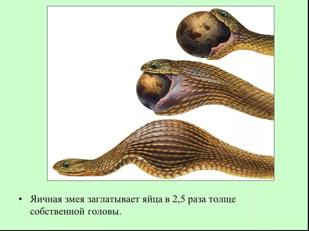 Яйца пресмыкающихся содержат. Африканская змея ЯЙЦЕЕД. Африканский ЯЙЦЕЕД строение.