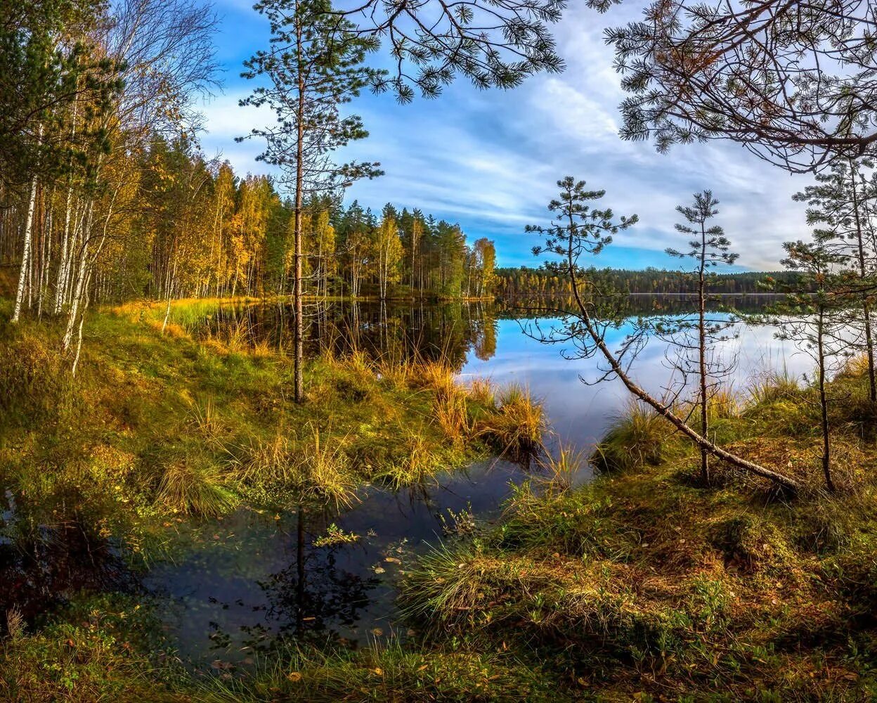Озеро светлое Будогощь. Лесное озеро в Ленинградской области. Озеро светлое Ленинградская. Озеро светлое Токсово.