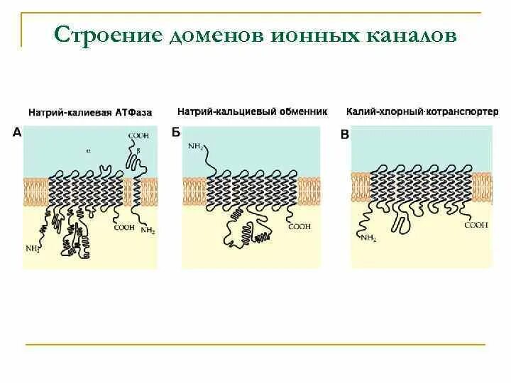 Ионные каналы (натриевые ,калиевые ,кальциевые. Строение ионного канала. Строение ионных каналов физиология. Структура ионного канала. Домен канал