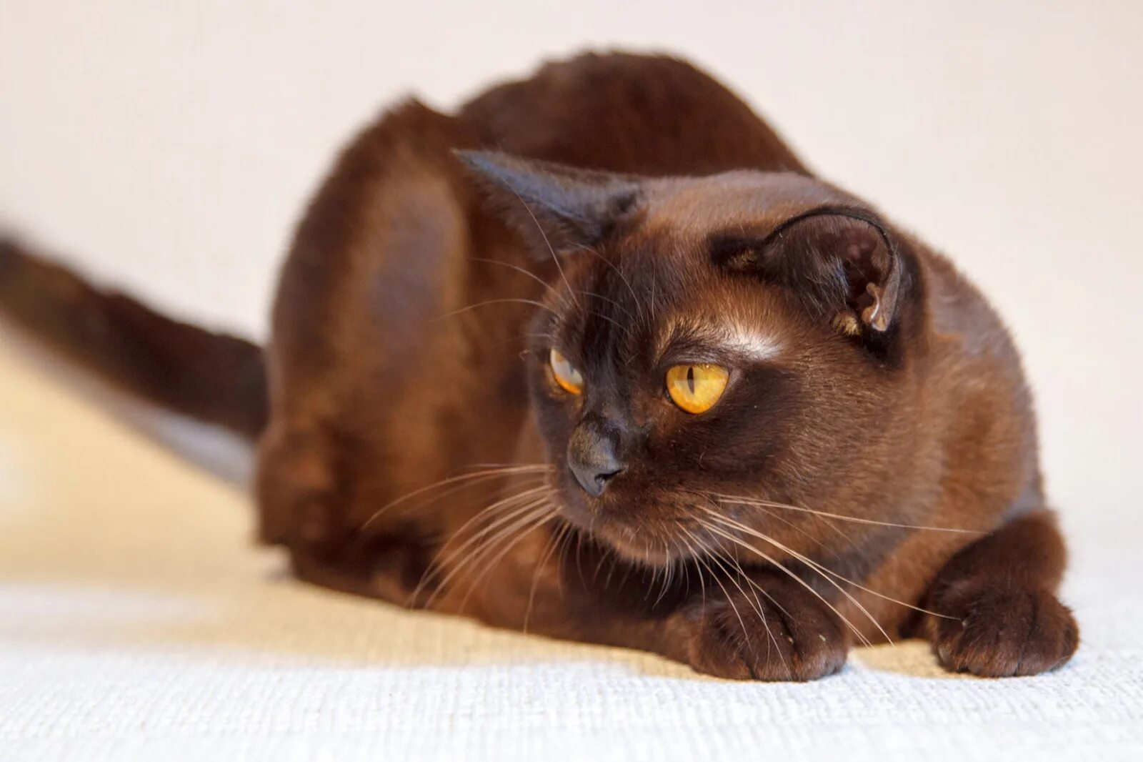 Породы коричневых котов. Европейская Бурма кошка. Бурманская порода кошек. Гавана Браун кошка. Шоколадная Гавана кошка.