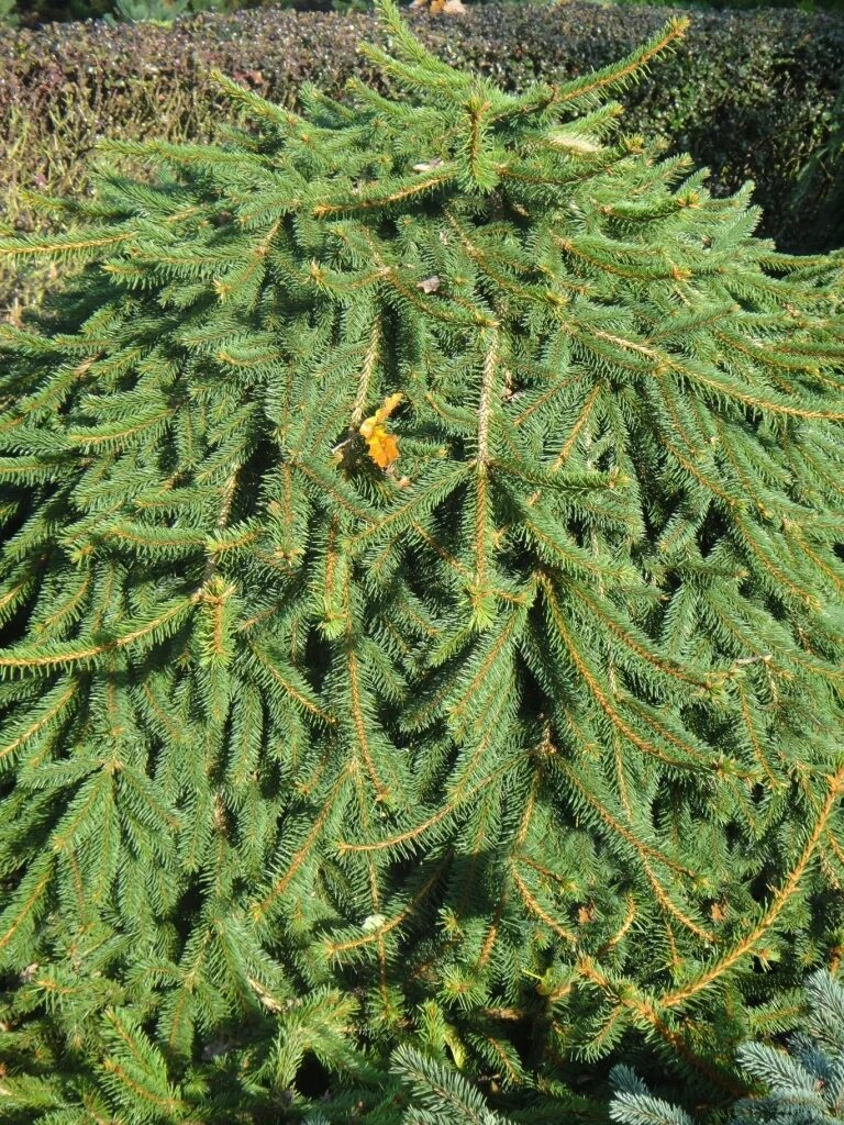 Ель эдит описание. Ель picea abies loreley. ель обыкновенная элеганс. ель обыкновенная elegans. ель обыкновенная (сорт &#039;loreley&#039;.