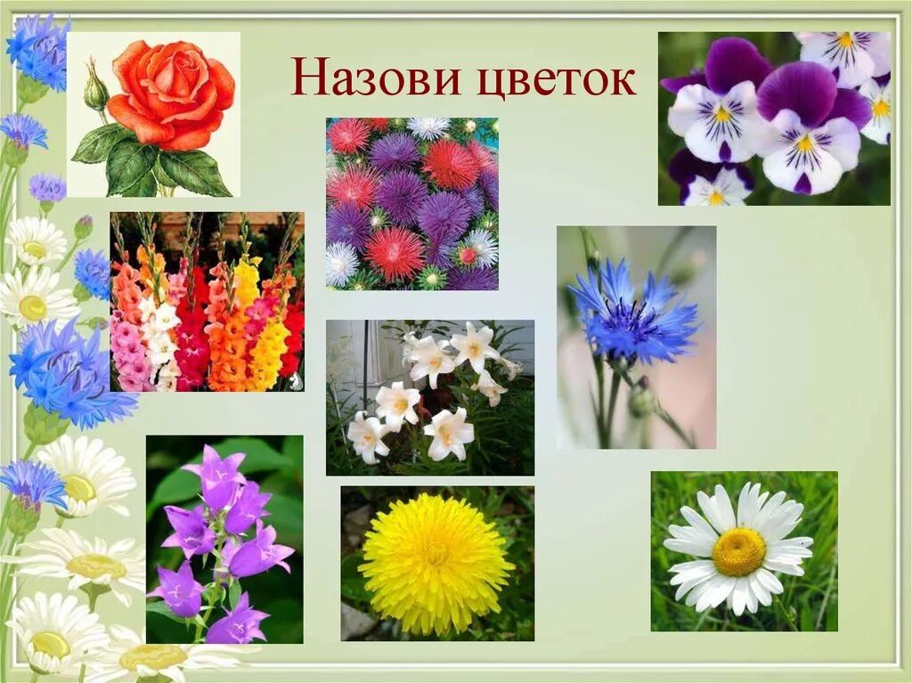 Как зовут цветок
