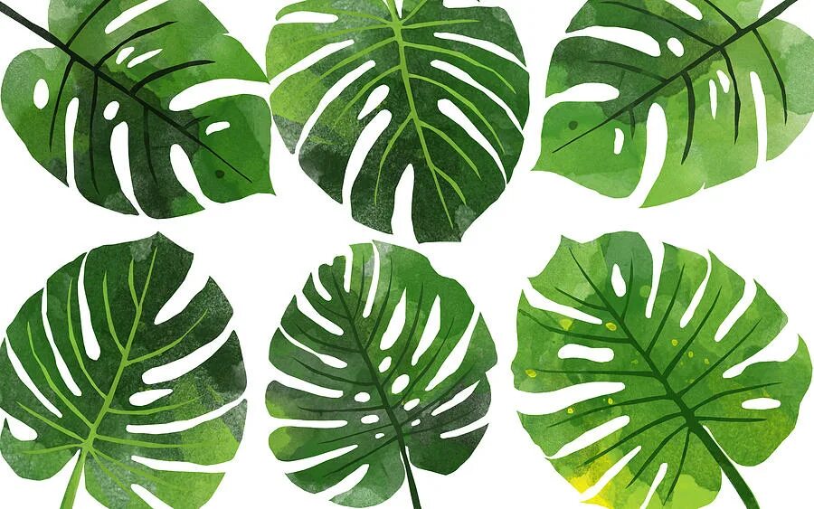 Монстера край листа. Monstera Leaf vector. Monstera leaves. Monstera leaves vector. Monstera Leaf embroideryигп.