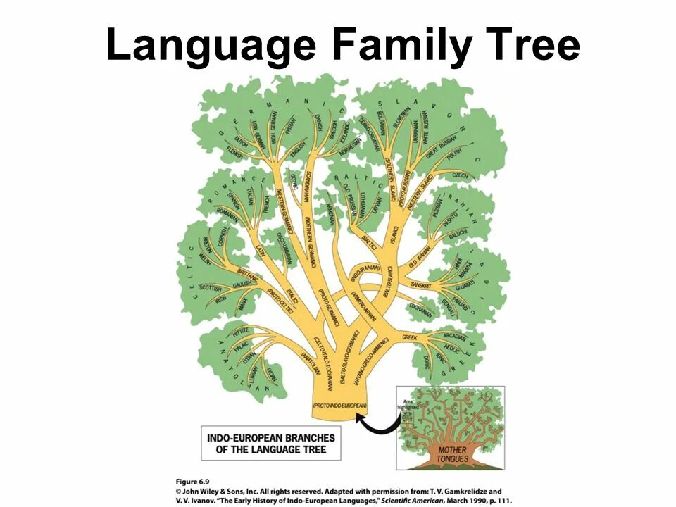 Tree style перевод