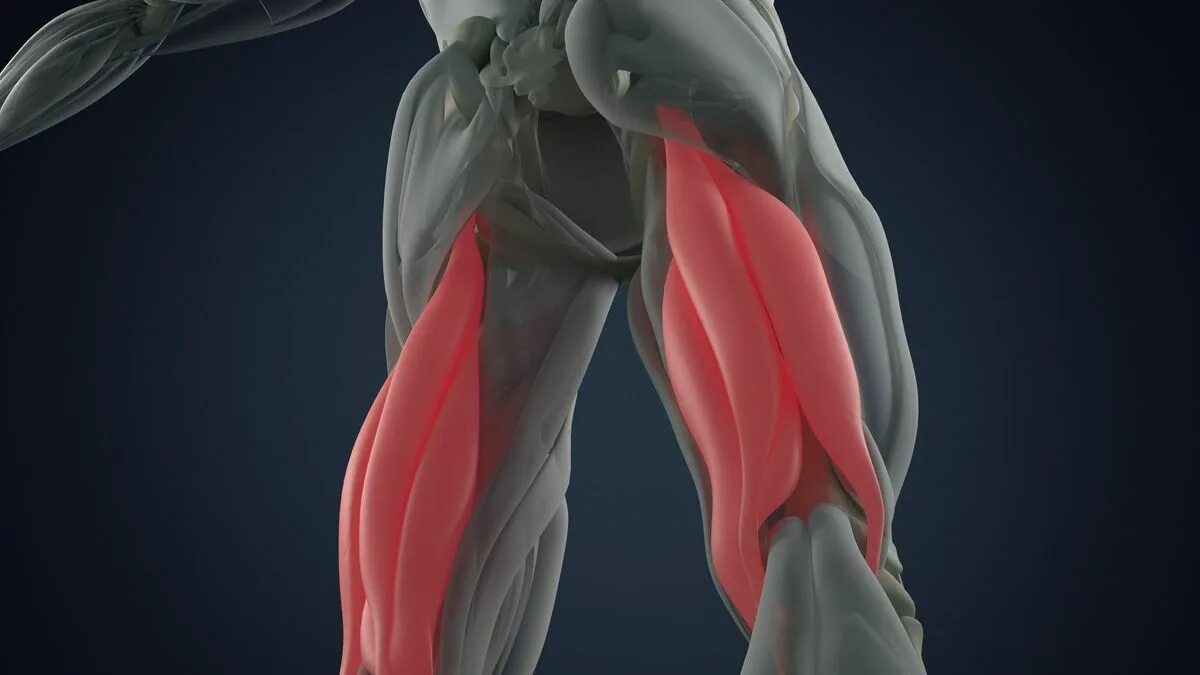 Hamstring muscle tendinos. Landmine RDL. Тендинит хамстринг сухожилий у спортсменов фото. Поясница бедра