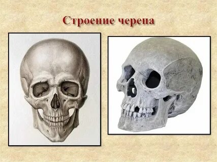 Черепные определение
