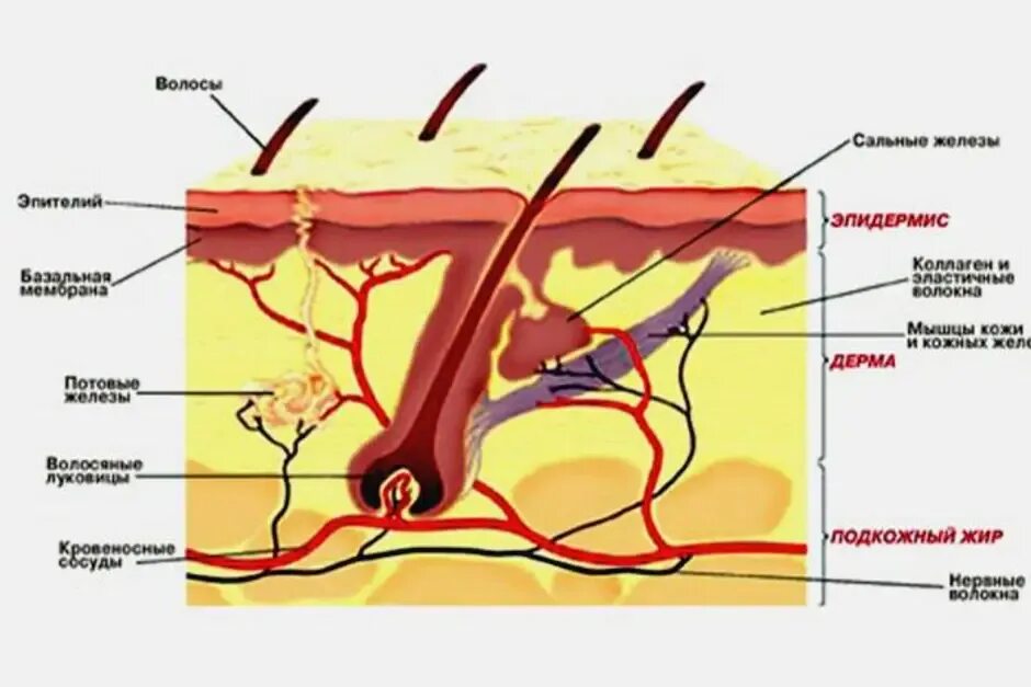 Строение волосяного фолликула схема. Строение кожи волосяного Покрова. Слои кожи схема. Строение кожи слои схема.