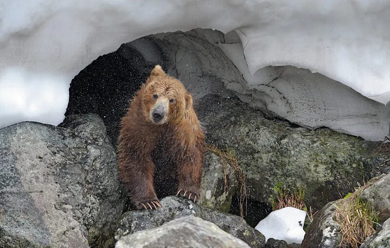 Медведь весной картинки. Бурый медведь в берлоге. Бурый медведь в спячке. Медведь проснулся. Медведь весной.