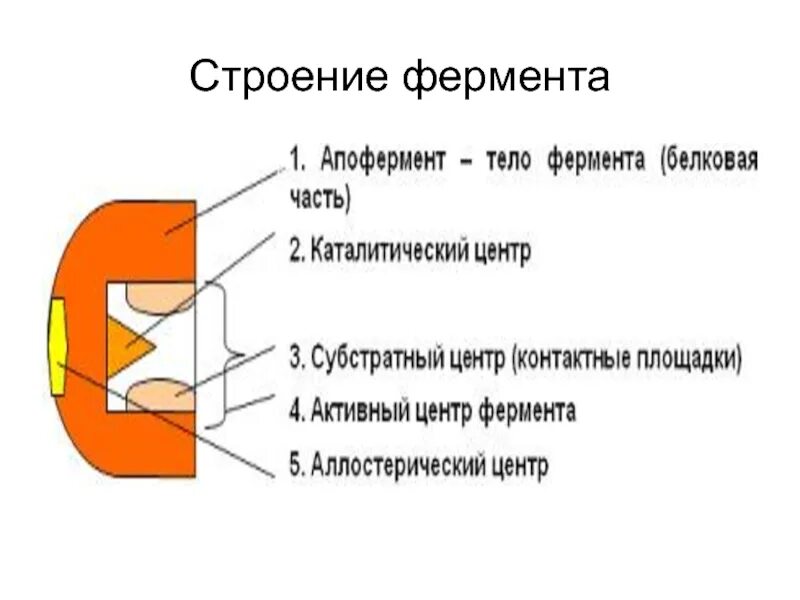 Каковы особенности строения и функции ферментов. Строение фермента биология. каталитический центр фермента. структура ферментов биохимия. ферменты схема.