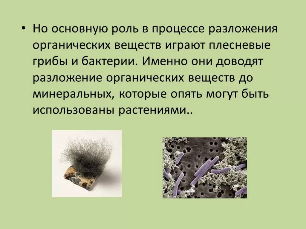 Какую роль играют организмы производители. Роль грибов и бактерий в жизни растений. Разложение органических веществ. Процесс разложения органических веществ. Роль грибов и бактерий в природе.