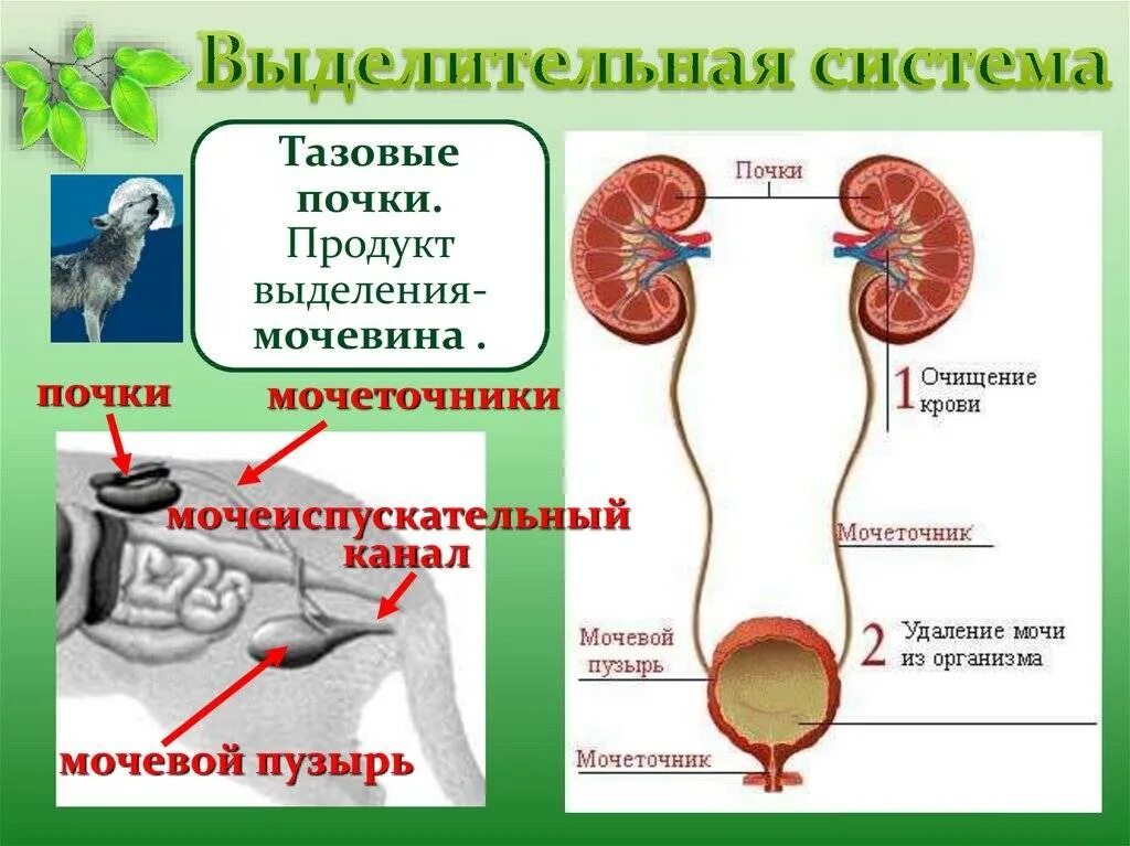 Какая структура выполняет выделительную функцию. Органы выделительной системы животных. Выделительная система млекопитающих схема. Система органов животных выделительная система. Класс млекопитающие выделительная система.