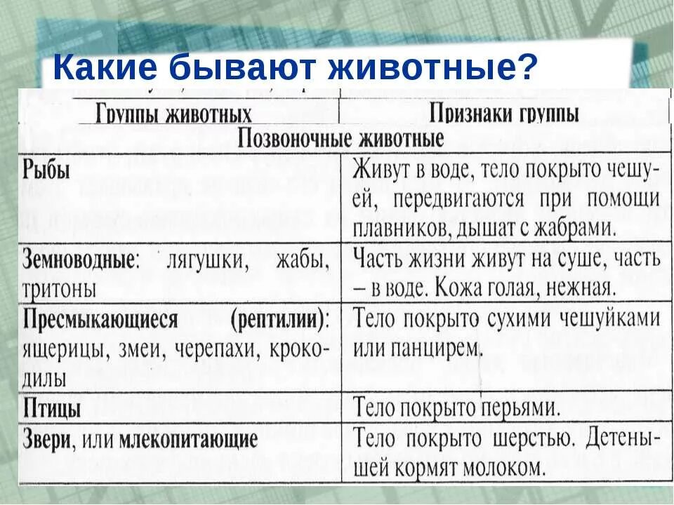 разнообразие животных таблица 3 класс. группы животных 3 класс таблица. группы животных и их признаки. разнообразие животных таблица. группы животных таблица.