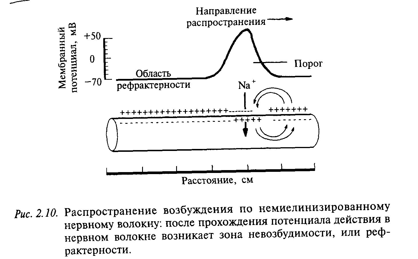 Распространение пд. Распространение локальных потенциалов по нервному волокну. Мембранный потенциал схема. Схема распространения возбуждения по нервному волокну. Мембранный потенциал действия схема.