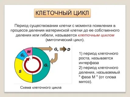 Клеточным циклом называют