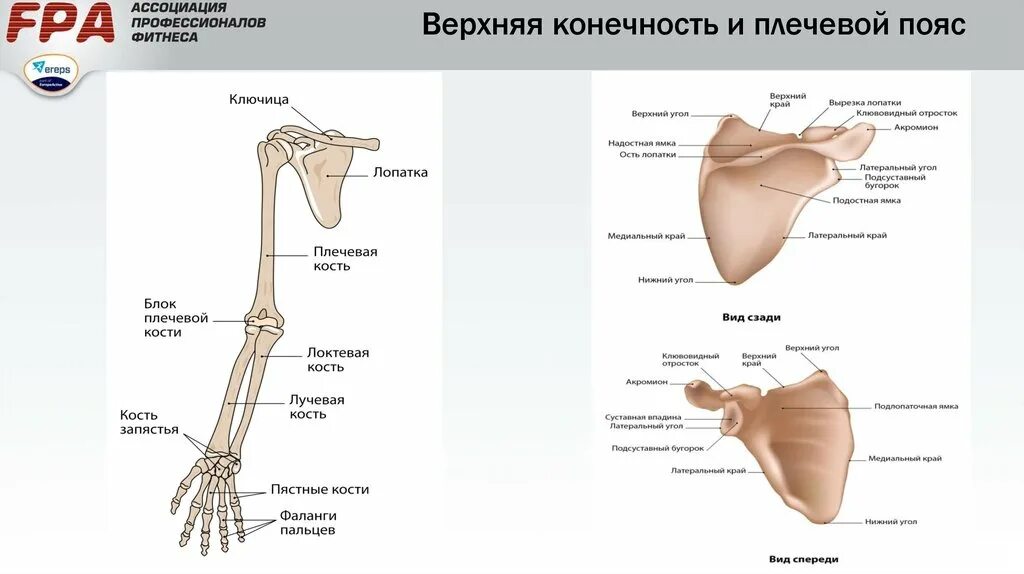 Лопатка кость человека на скелете