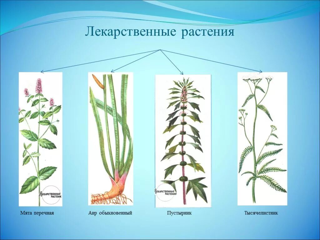 Plant 02. Лекарственные растения 2 класс. Лекарственные травянистые растения 2 класс. Лечебные травы 2 класс. Лекарственные растения окружающий мир.