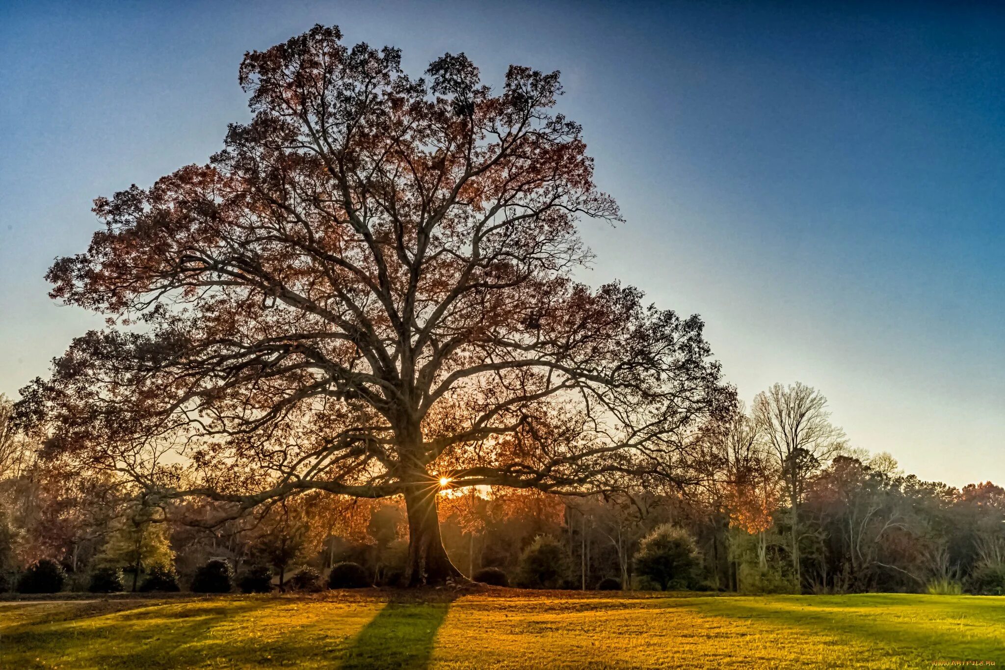 2 trees