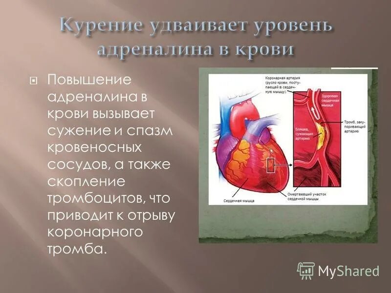 надпочечники вырабатывают адреналин. чем регулируется уровень адреналина в крови. причины повышения адреналина в крови. надпочечники в организме человека. почки выделяют адреналин.