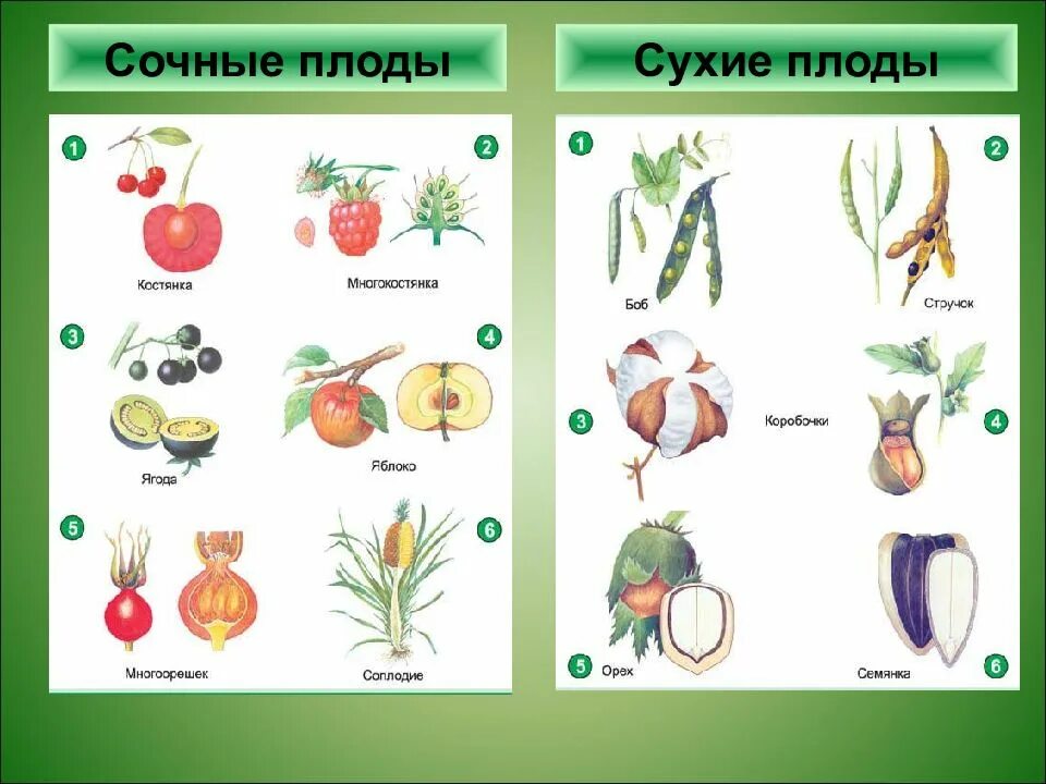 Виды сухих плодов. Сухие и сочные плоды биология 6 класс. Сочные плоды. Сухие плоды и сочные плоды. Плоды растений.