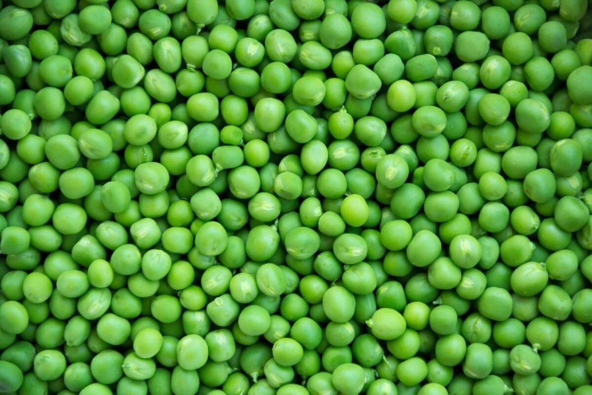 Green Peas. Горох безлисточковый. Зелёный горошек. Горох овощной. Горох обыкновенный