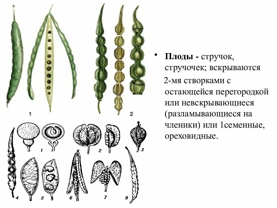 Стручочек. Крестоцветные плод стручок. Семейство крестоцветные плод стручок. Стручок и стручочек крестоцветные. Стручок и стручочек плоды семейства.