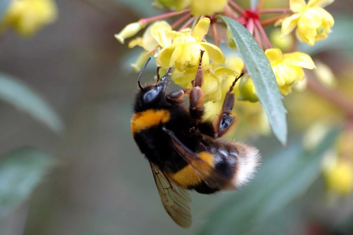 Перепончатокрылые Шмель. Шафранный Шмель. Шмель Bombus. Шершень Шмель и трутень.