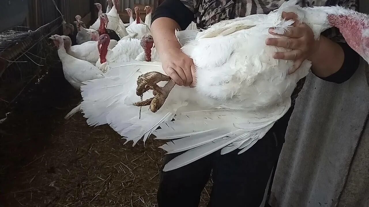 Ощипывание бройлера