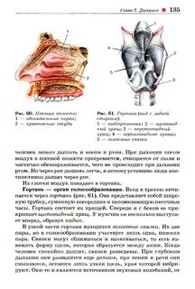 Функции носовой гортани