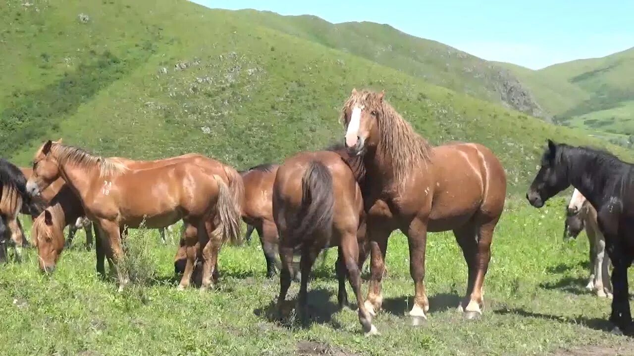 Купить коня алтайском. Коневодство в Алтайском крае. Новоалтайская порода лошадей. Алтайская лошадь + Новоалтайская лошадь. Табун лошадей на Алтае.