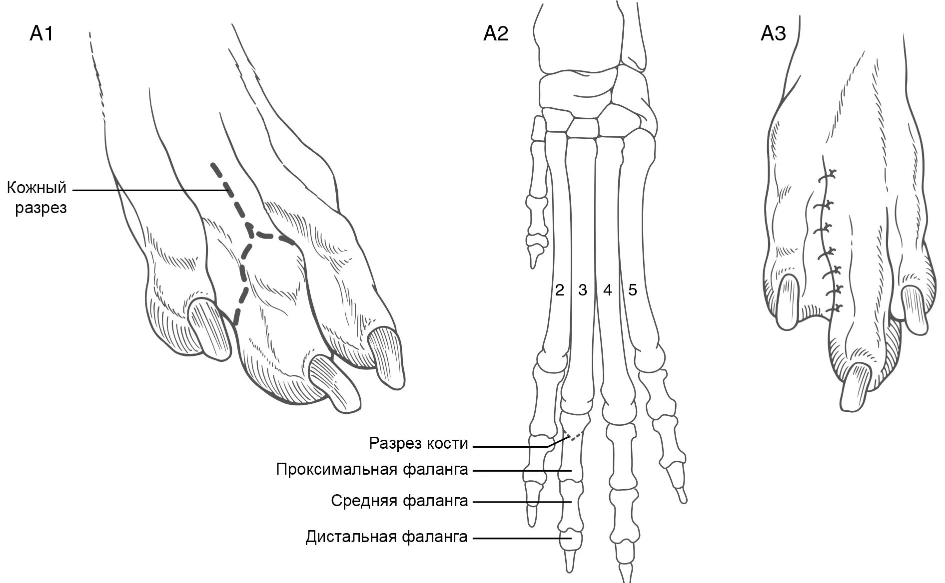 Строение лапок