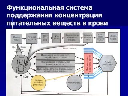 Принимая система представлена