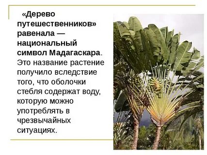 Мадагаскар география 7 класс