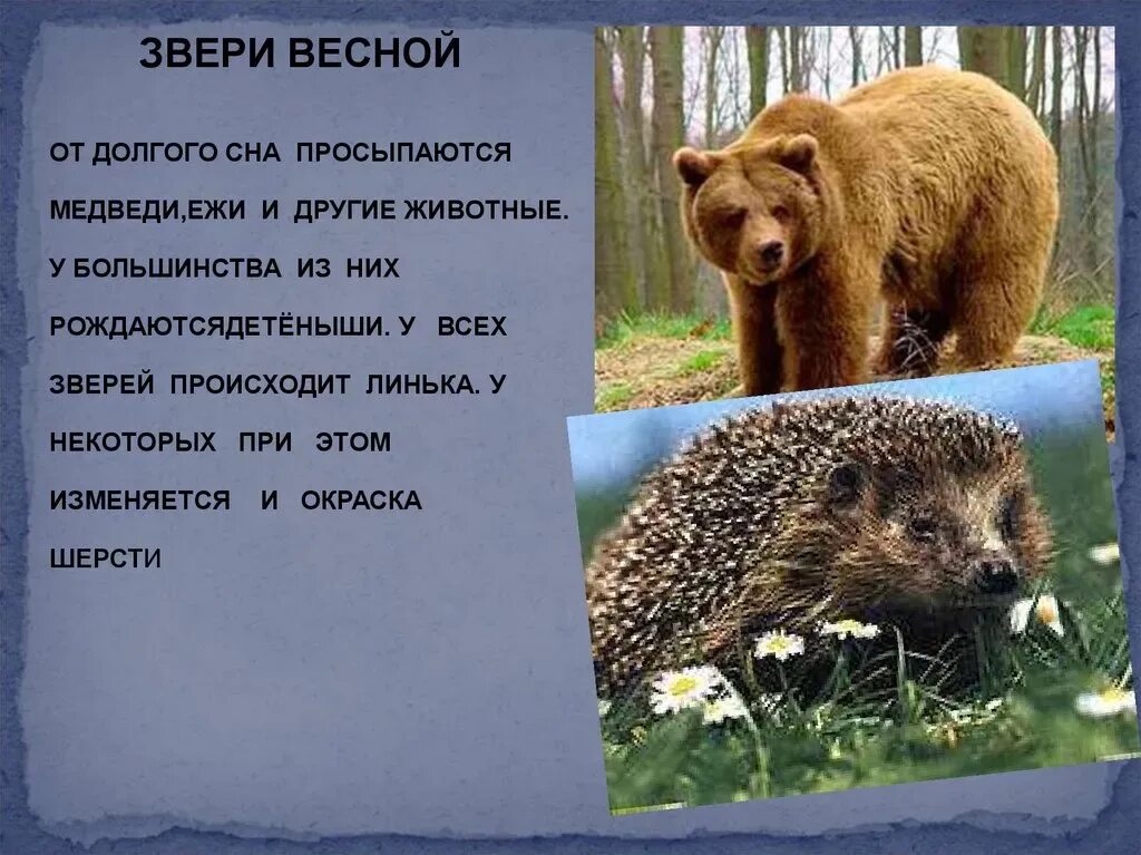 Жизнь животных весной и летом рабочий лист. Звери весной презентация для дошкольников. жизнь животных весной. животные весной для детей. животные просыпаются весной.
