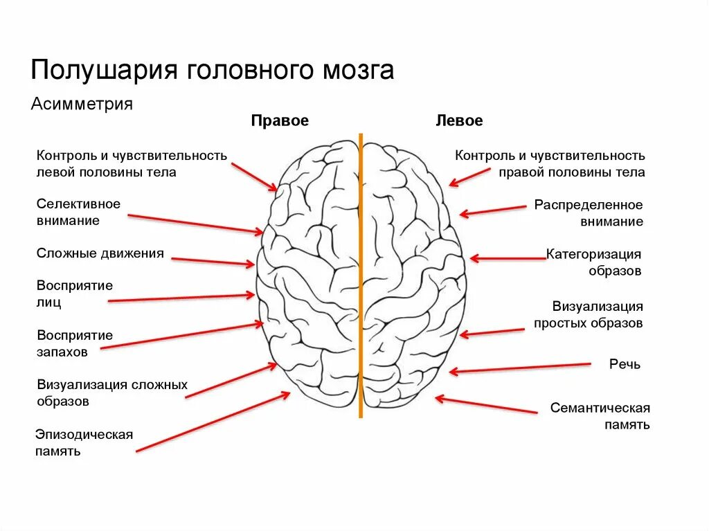 В переднем мозге полушария отсутствуют. Строение левого полушария головного мозга. Функции правого полушария головного мозга схема. Функции левого полушария головного мозга схема. Строение левого и правого полушария.