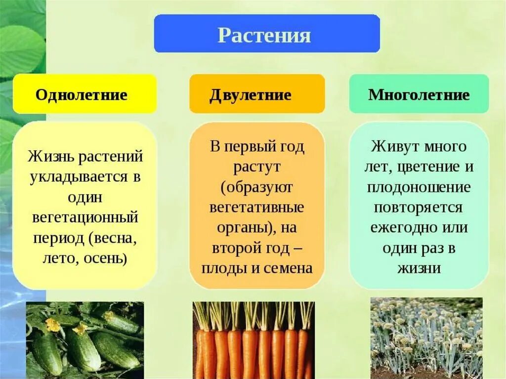 Многолетних травянистых растений признаки. Однолетние двулетние и многолетние растения. Однолетние двулетние и многолетние растения таблица. Формы растений: ?,?,?; * Однолетние- *двулетние- *многолетние-. Травянистые растения однолетние двулетние многолетние.