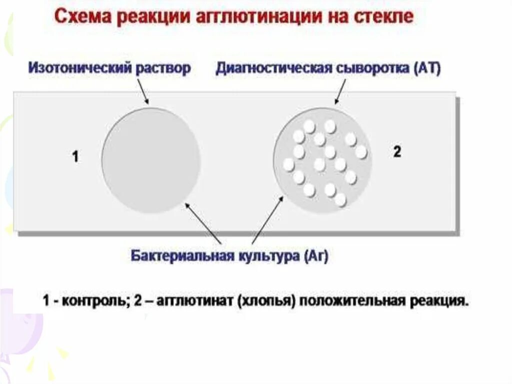Развернутая реакция агглютинации. Агглютинация схема. реакция агглютинации на стекле. развернутая реакция агглютинации в пробирках.