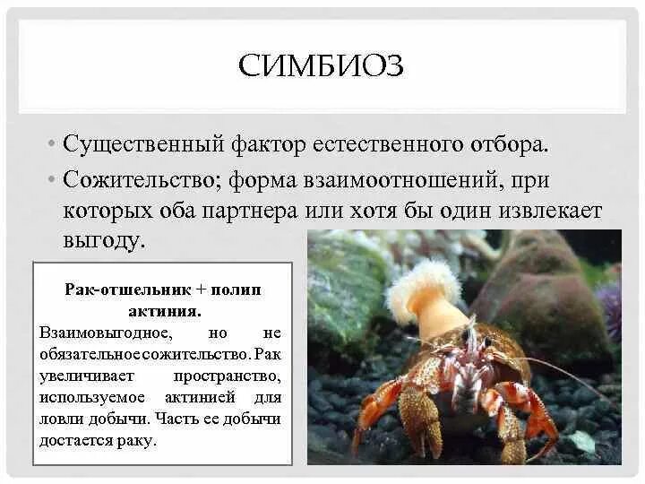 Симбиоз пример взаимоотношений. Взаимодействие актинии и рака-отшельника. симбиоз актинии и рак-отшельника. взаимоотношения между организмами симбиоз. актинии и рак-отшельник тип взаимоотношений.