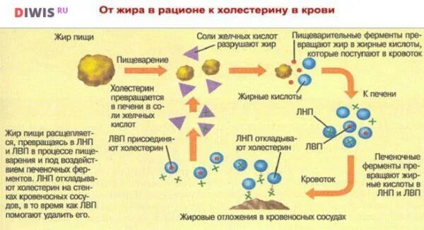 Холестерин и глюкоза. Норма сахара и холестерина в крови у женщин после 40. норма сахара и холестерина в крови у женщин после 50. норма холестерина в крови у женщин после 50. норма сахара в крови и холестерина в крови.