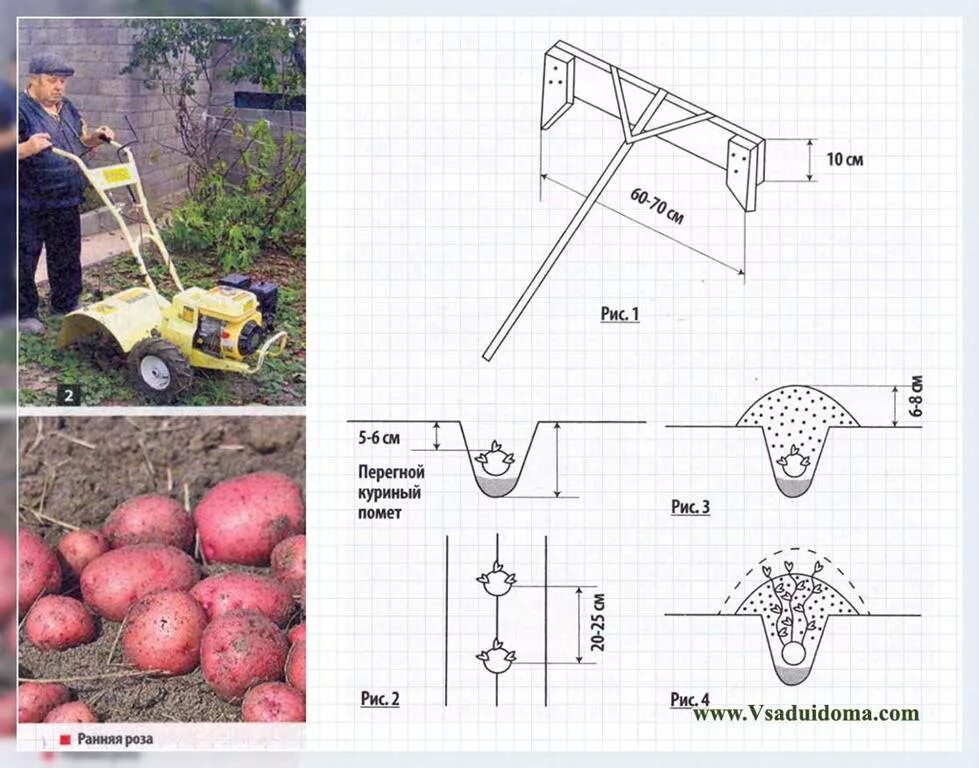 Сколько делать картошку. Схема посадки картошки под мотоблок. Чертилка для высадки картофеля схема. Схема и глубина посадки картошки.