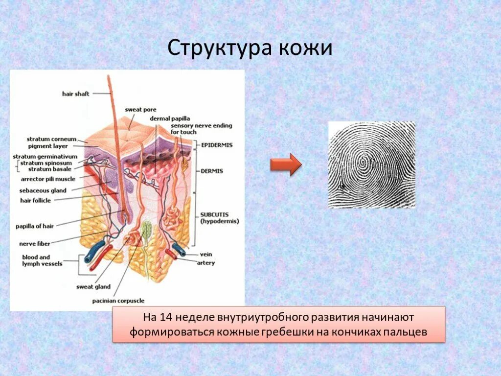 Строение кожно мышечного чувства. Структура кожи. Строение кожи. Структура кожи пальцев.