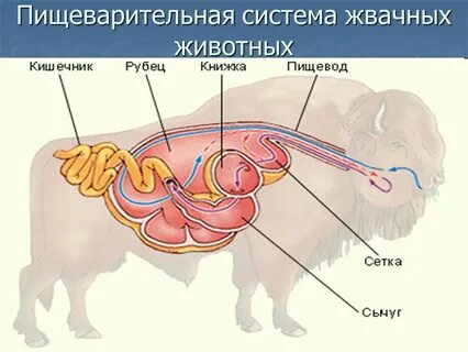 Защита организма у животных