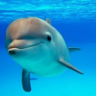 Des dauphins