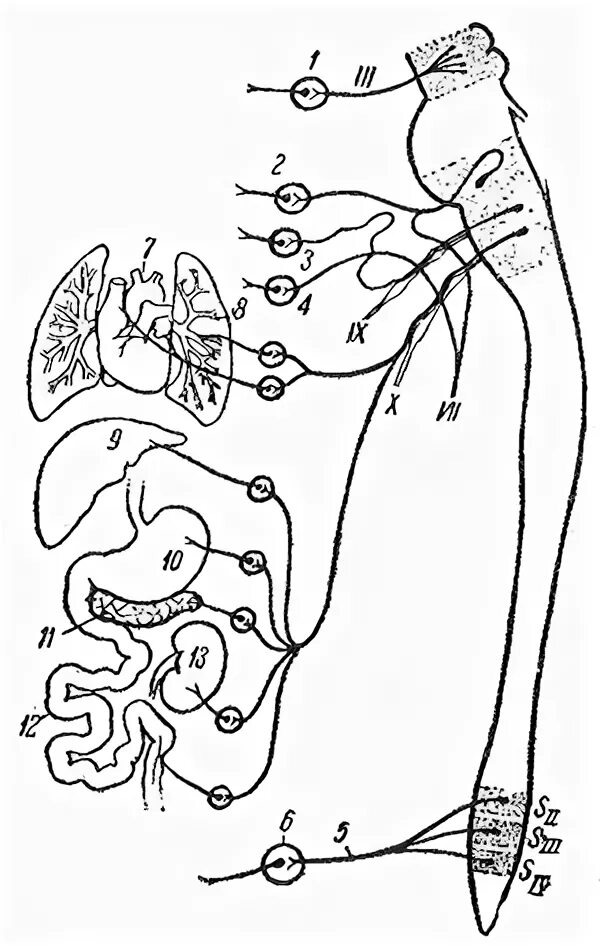 Ganglion geniculi. Ресничный узел парасимпатической нервной системы. Ресничный ганглий. Ganglion pterygopalatinum. Вегетативная иннервация поджелудочной железы.