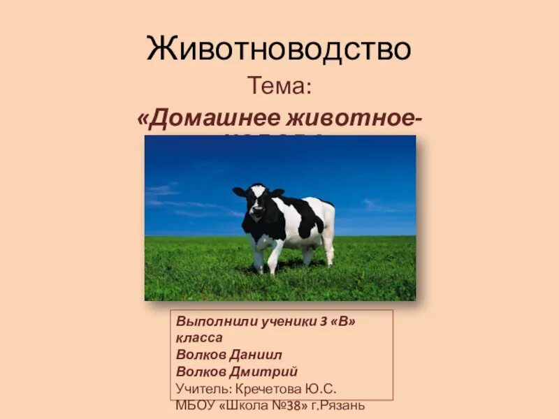 Сообщение о корове. Доклад про корову. Корова домашнее животное описание. Доклад про животных про корову. Корова доклад 3 класс окружающий