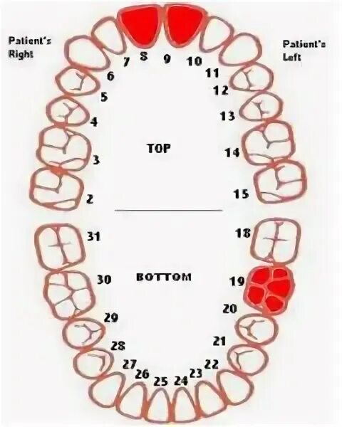 3 5 8 зуб. Зубы восьмёрки рсположение. Нумерация зубов восьмерки.
