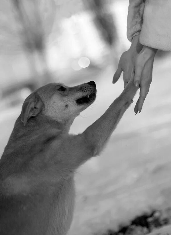 Рука шавка. Преданные животные. Собака на руках. Человек с собакой на руках. Собака дает лапу.