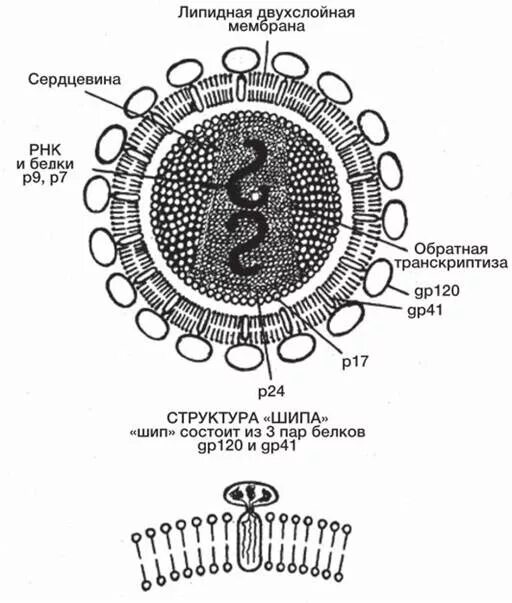 Ретровирусы строение вириона. Схема строения вируса (вириона). Строение РНК вируса. Строение РНК вируса схема.